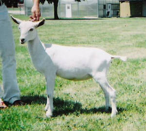 ariel2005.jpg