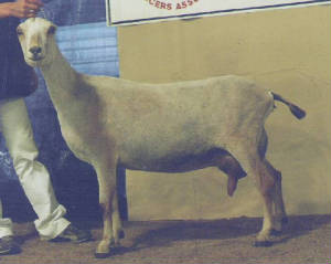 frenchie2005.jpg