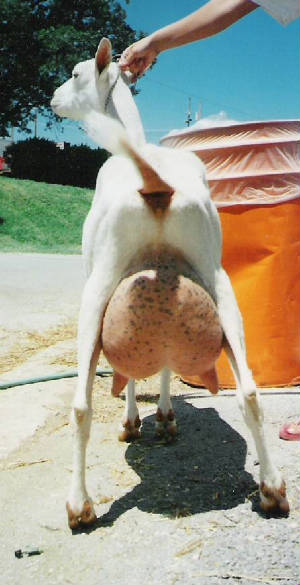 hope-rear.jpg