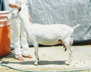 peekachoo2005.jpg