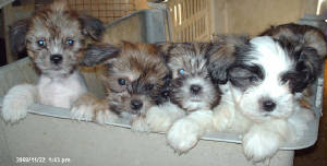 pupsnov1donee.jpg