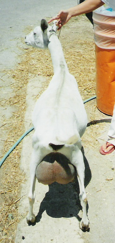 peek-rear.jpg