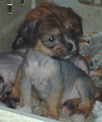 pup10hlcroppic.jpg