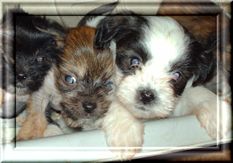 pups10croppic.jpg